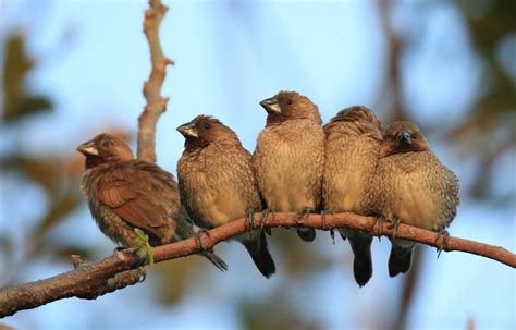 鳥種類|鳥類